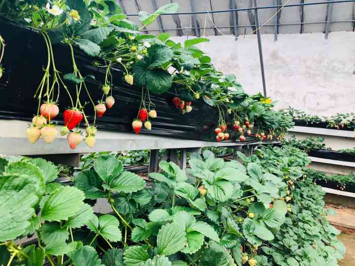 沐恩格林四季农场-"【景区位置】青岛市崂山区北宅街道沟崖社区.