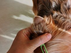 -欧奕国际动物医院