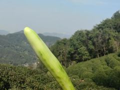 -十里琅珰