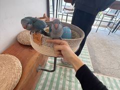 -吉丁鸟咖·异宠·寄养