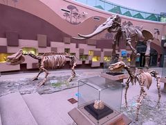 -陕西自然博物馆