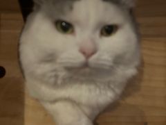-Mr.Fox狐狸先生超级密室(南山店)