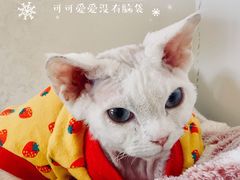 -猫腻·猫咖·撸猫馆(星光大道店)