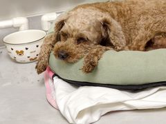 -FAELING PETS美天灵宠物(富力广场店)