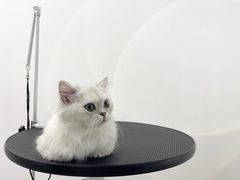 -comecome来吧宠物(奥克斯中心店)