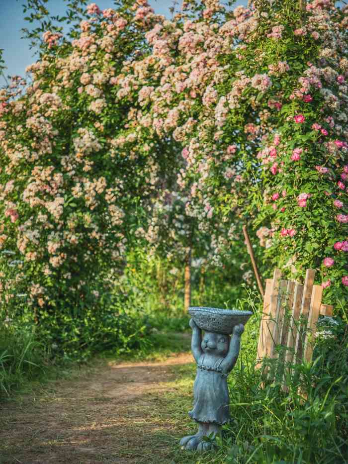 洛莎玫瑰园-"交通:有点远,建议自己开车去.环境:花."-大众点评移动版