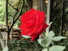 -浙江西子宾馆·瑶园咖啡厅