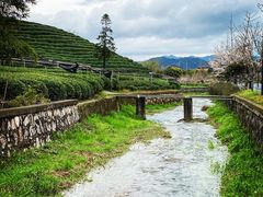 -龙坞茶村