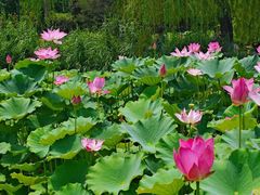 -莲花池公园