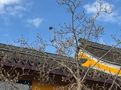 -圆通寺