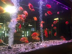 -御池园(顾村公园店)