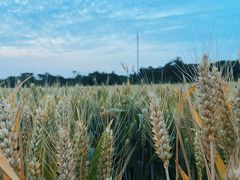 -汉长安城未央宫国家考古遗址公园