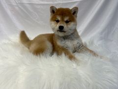 -萌宠之家·腊肠犬·马尔泰·小体犬舍