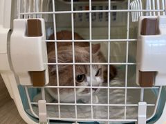 -凯特喵百思猫专科医院