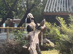 -广州动物园