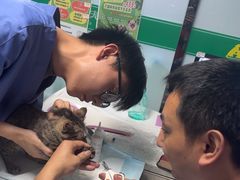 -半岛宠物医院24小时(科华中路店)