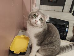 -猫儿山۰猫主题餐厅