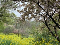 -苏州上方山国家森林公园