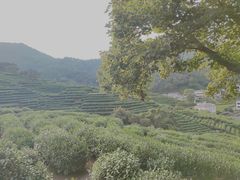 -龙井村