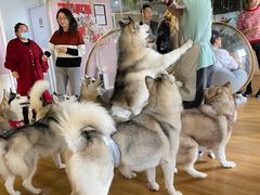 -Husky Go! 哈士奇体验馆·宠物咖啡厅狗咖