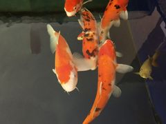 -沈阳李连贵熏肉大饼(兴城店)