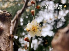 -莘庄公园