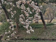 -杭州植物园