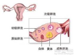 -邢台妇产医院