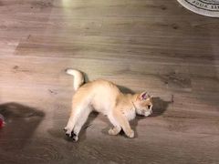 -Bastet sally猫舍购宠(静安店)