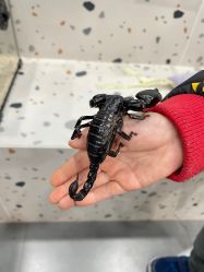 -Moni星球萌宠·小马宝莉·灵蛇·高端高阶全萌宠互动体验俱乐部(红豆国际广场店)