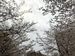 -高东镇樱花园