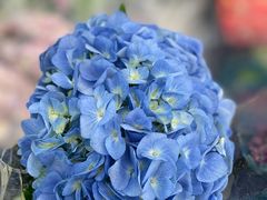 -循礼门鲜花花市(武汉循礼门店)