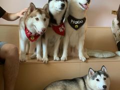 -Husky Go! 哈士奇体验馆·宠物咖啡厅狗咖