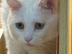 -平行世界·猫咖(首经贸店)