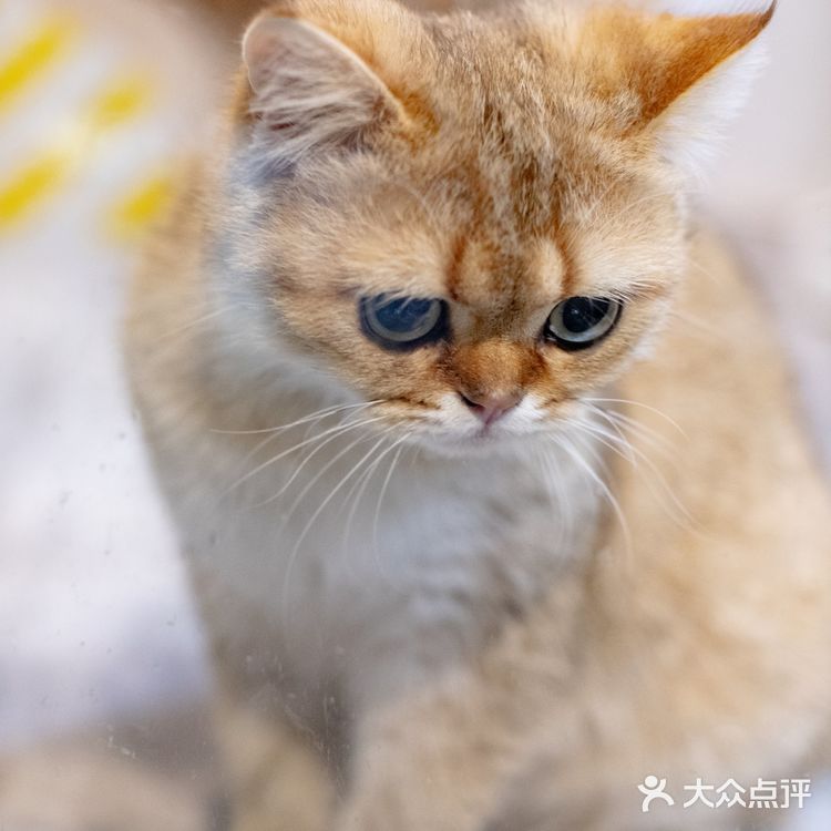 春光正好，赏花逗猫喝一杯咖啡｜南泊山咖啡