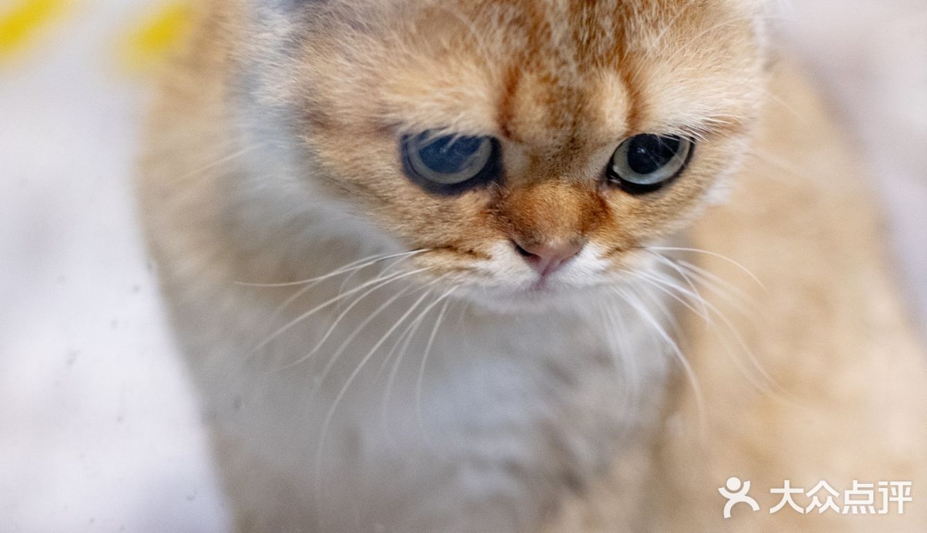 春光正好，赏花逗猫喝一杯咖啡｜南泊山咖啡