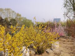 -大兴滨河森林公园