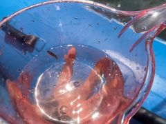 -雅鲁激流探险漂流