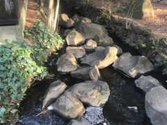 -井之头恩赐公园