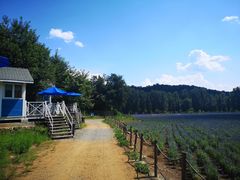 -紫海香堤香草艺术庄园