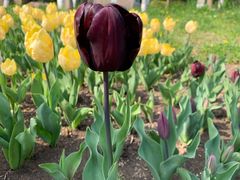 -上海四季花港-停车场