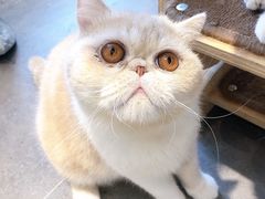 -飞行喵MR PILOT|猫舍·猫咖(静安大融城店)