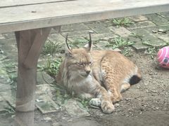 -青藏高原野生动物园