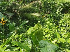 -海南热带野生动植物园