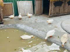 -保定市动物园