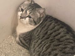 -安格丽娜·狗咖·猫咖羊驼咖(春熙路百盛商场店)