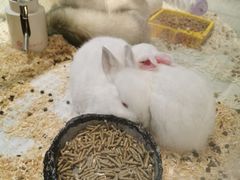 -momokira米努特·德文卷毛猫·棉花面纱犬