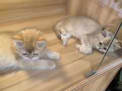 -猫十亿·布偶金渐层·曼基康矮脚猫舍(青年路店)