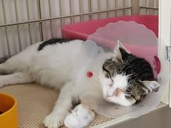 -欧奕国际动物医院