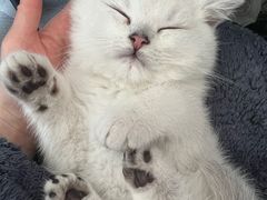 -贝康宠物医院·犬猫全科·小动物特色诊疗中心(东环路店)